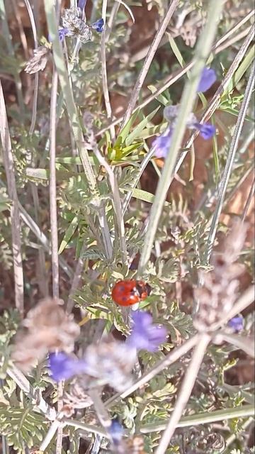 Coccinellidae 🐞— Mariquita Insect Part B смотреть онлайн