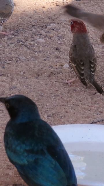 A drink in the desert #birds #wildlife смотреть онлайн