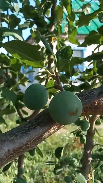 Прививка абрикоса на сливу смотреть онлайн
