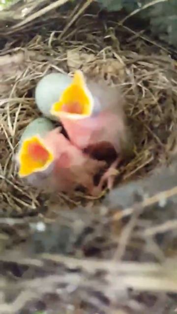 Nid Grive Musicienne