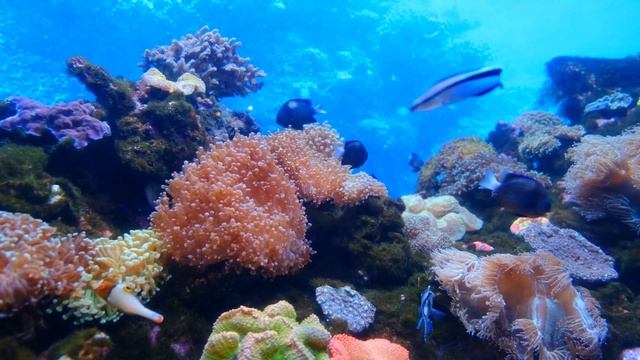 Amazing Aquarium Video HD - ( No Copyright) - Free Background Videos