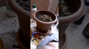 Я СОХРАНИЛА ГИПСОФИЛУ/подготовка к хранению с января по март