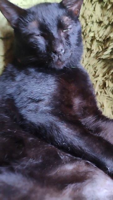 Big Boy Black Cat And His Gigantic 🏀🥎⚾⚽ 😸