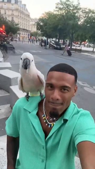 Kumalala bought a bird смотреть онлайн