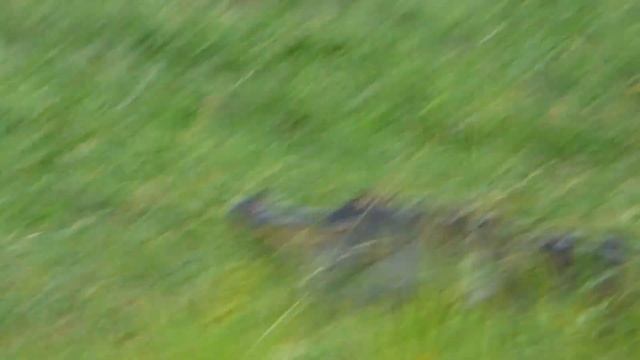 Alligator & Great Blue Heron eying each other смотреть онлайн