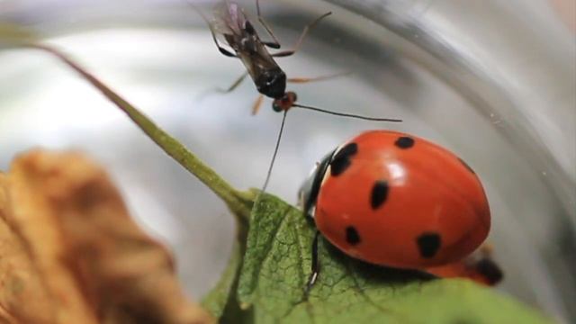 Freshly Emerged Dinocampus Coccinellae Attacking Its Host