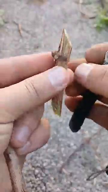 Прививка винограда