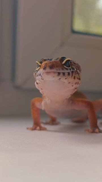 #shortstiktok #reptiles #эублефар #gecko #animals #lizard #cute #pets #геккон #tropical смотреть онлайн