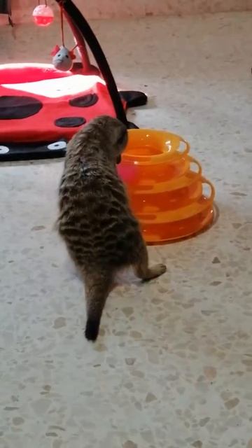 Juguetes Para Suricatas