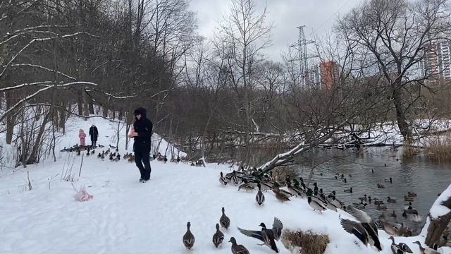 В Митино нашествие диких уток. смотреть онлайн