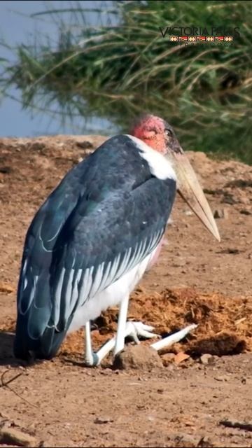 Marabou Sits In Poo #wildlife #birds смотреть онлайн