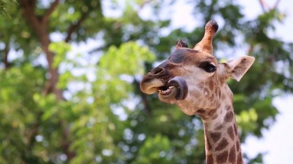 Расслабляющая музыка в африканском буше: красивое сафари для снятия стресса