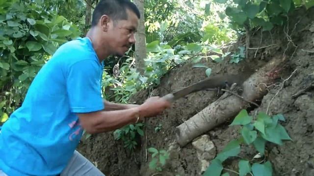 ANG PAG KUHA KO NG UGAT NG MANGGA PARA SA PULUHAN NG ITAK