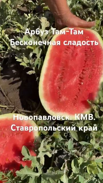 Арбуз Там-Там. Новопавловск. КМВ. Ставропольский край смотреть онлайн