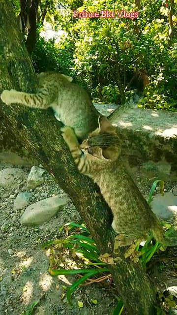 🐱 Cute Kitty Cat Mini Vlogs Part -4 | #आज_मैं_तुझे_नहीं_छोडूंगी 🤣 #shorts #part4 смотреть онлайн