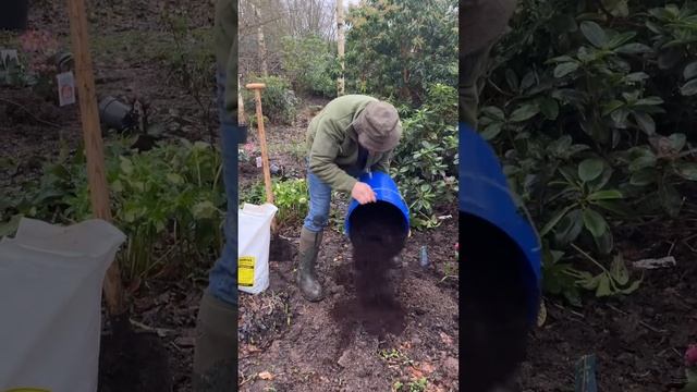 How to plant Helleborus “Anna’s Red” WEBSHOP https://pergolanurseries.ecwid.com смотреть онлайн