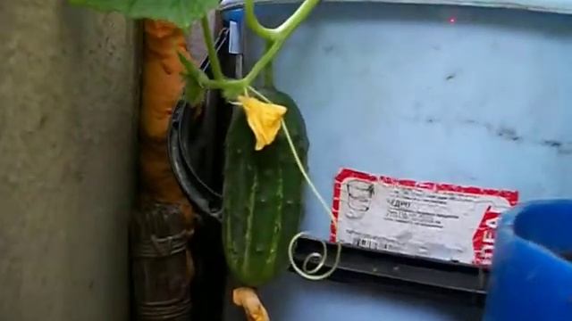 Pepinos en balkon!! смотреть онлайн