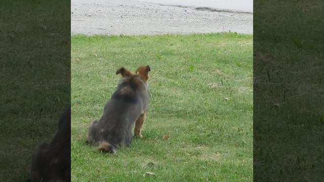 Бездомный щенок #животные #позитив смотреть онлайн