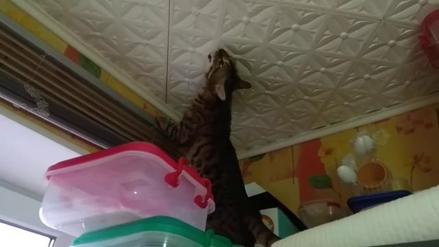 Бенгал грызёт потолок смотреть онлайн