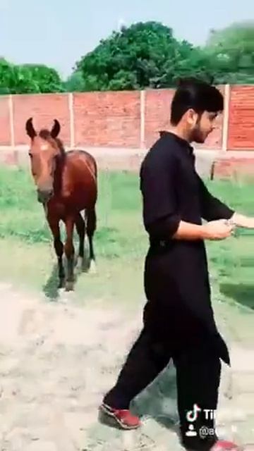 Syed Ali Mehdi. Qila star shah with horses🐎 смотреть онлайн