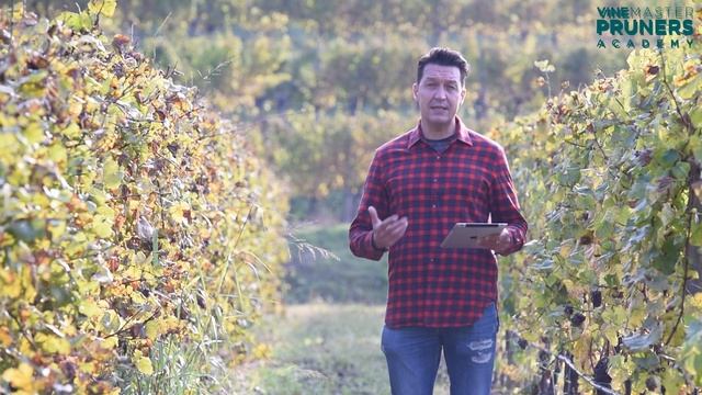 VINE MASTER PRUNERS Academy: screencast (Italiano) смотреть онлайн