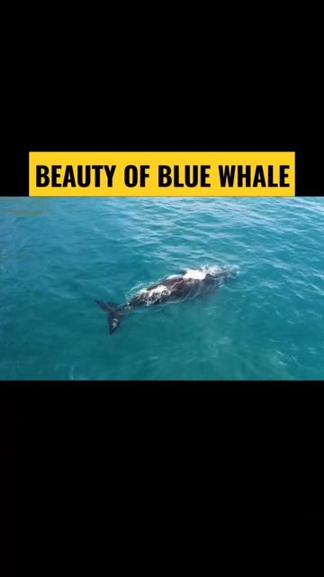 Blue Whale 🐋🐋 Plz Subscribe Our Channel Dear #shorts