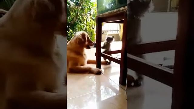 Kucing Persia Medium (Chi2) lagi becandaan sama Anjing Golden Retriever (cho2) смотреть онлайн