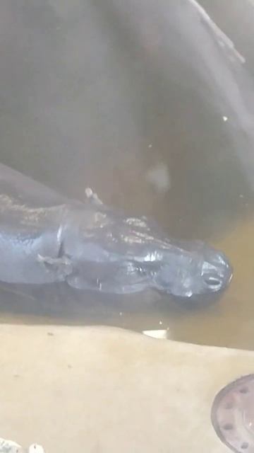 Карликовый бегемот. смотреть онлайн