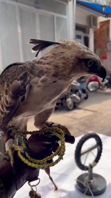 Đại Bàng Núi Lần đầu Nhảy Găng…bài 1#shorts