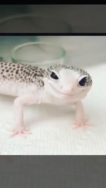 Смешной момент