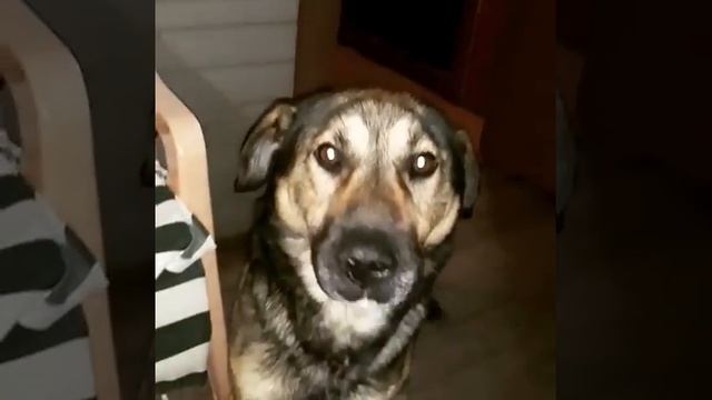 Мухтарчик скажи мама! смотреть онлайн