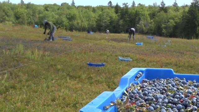 Maine wild blueberry farms prepare for annual celebration of the crop смотреть онлайн