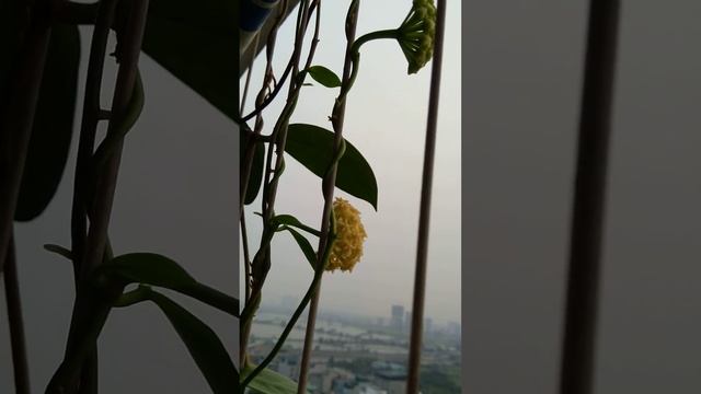 Hoya Mindorensis Lite Yellow - Cẩm cù vàng đẹp смотреть онлайн