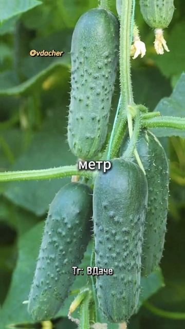 Топ 3 сорта огурцов с высокой урожайностью🌱 каким сортом пользуешься ?🤔 смотреть онлайн