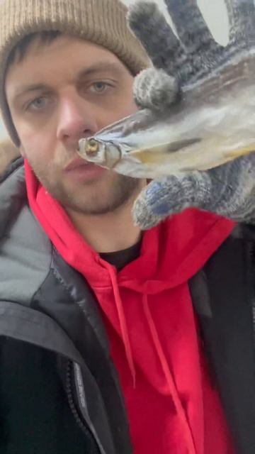 Чехонь вяленая Астраханская #рек #2024 #топ #хит #заказ #рыба #снеки #рекомендации #москва #еда смотреть онлайн