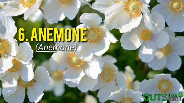 Top Ten Easiest Plants to Grow and Maintain | Outsider Space смотреть онлайн