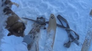 Охота на зайца с лайкой 22.01.2017 №16