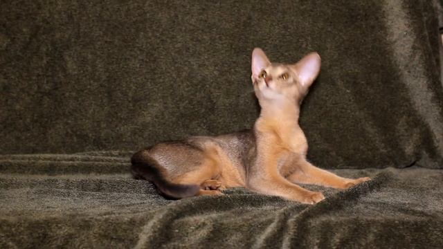 Олфирия смотреть онлайн