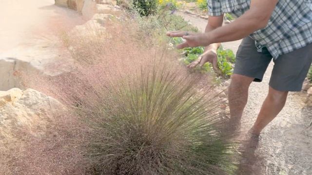 UNDAUNTED Ruby Muhly Grass: A Beautiful Native Grass смотреть онлайн