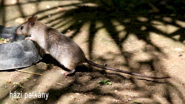 Magyarország Emlős állatai