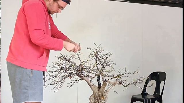 Ficus natalensis strangler - Styling progression Episode 1 смотреть онлайн