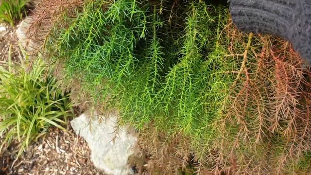 Cryptomeria Japonica Elegans смотреть онлайн