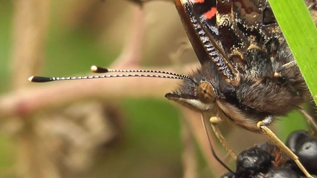 Red Admiral Butterfly (Close-up) смотреть онлайн