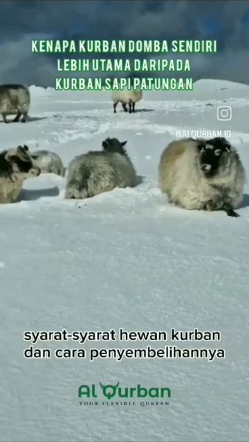 Kenapa Kurban Satu Kambing Sendiri Lebih Baik daripada Patungan Sapi Bertujuh? смотреть онлайн