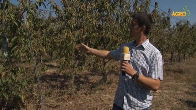 Растителна защита: Икономически важни болести при ябълки и череши, автор Диана Александрова смотреть онлайн