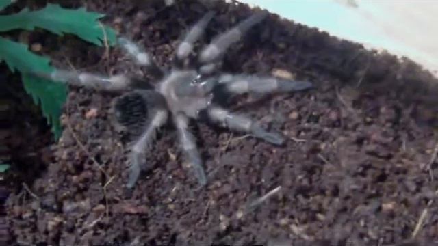 B. Smithi Sling Postmolt Update