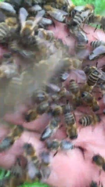 Пчелы не кусаются