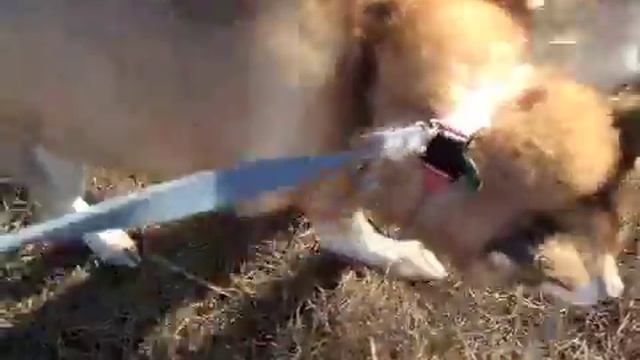 ShedMonster смотреть онлайн