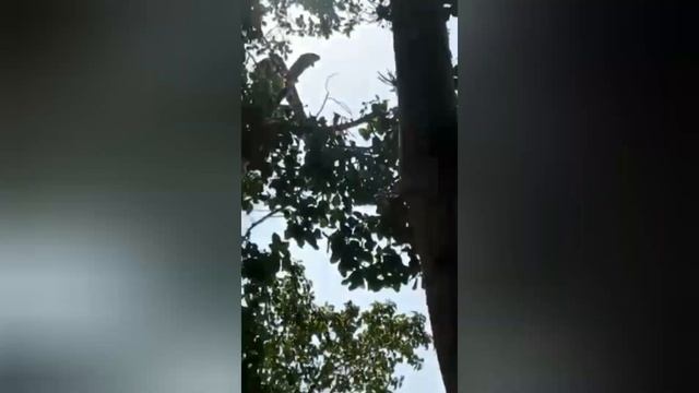 احلي جميز . ( إغسل الجميز قبل الأكل ) 💪👍 смотреть онлайн