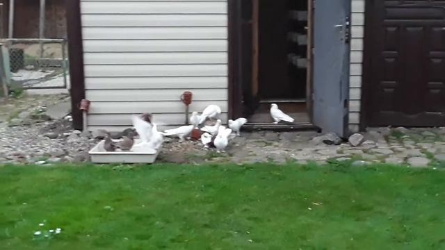 Бакинские голуби линий Арунасa и Валдаса с утра в джекузи смотреть онлайн